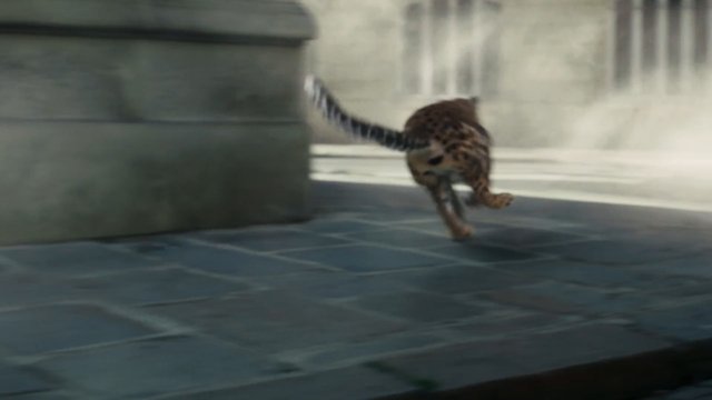 Video Reference: wild cat, animal, running, motion blur, pavement, outdoor, urban, feline, tail, spotted fur, building, street