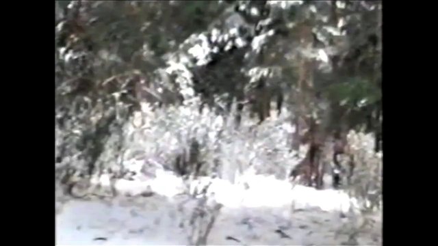 Video Reference: snow, forest, trees, winter, woodland, nature, outdoors, snowy landscape, shrubbery, cold, wildlife habitat, blurred, low resolution