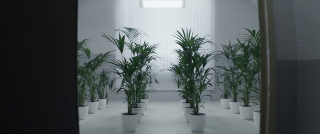 Video Reference: Plant, Light, Flowerpot, Houseplant, Interior design, Grass, Wall, Terrestrial plant, Fixture, Flooring