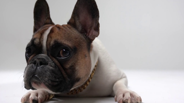 Video Reference: Dog, Bulldog, Dog breed, Carnivore, Ear, Whiskers, Companion dog, Fawn, Wrinkle, Working animal