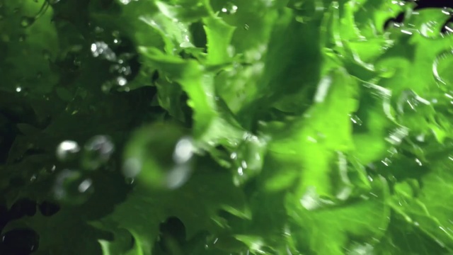 Video Reference: Plant, Water, Natural environment, Liquid, Terrestrial plant, Sunlight, Grass, Leaf vegetable, Flower, Evergreen