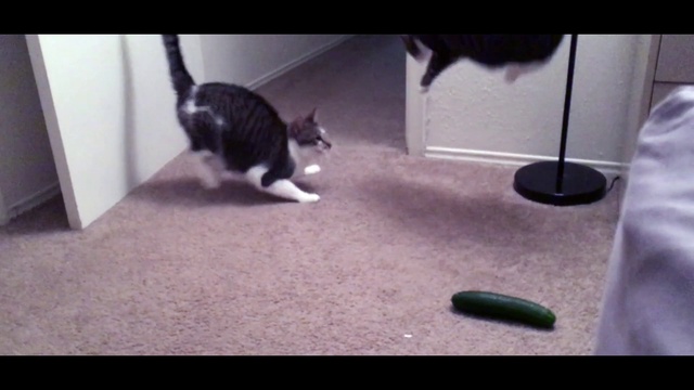 Video Reference: Cat, Black, Felidae, Mammal, Carnivore, Floor, Flooring, Whiskers, Small to medium-sized cats, Tail