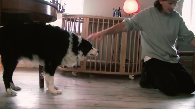 Video Reference: Dog, Dog breed, Carnivore, Standing, Fence, Working animal, Companion dog, Snout, Herding dog, Balloon