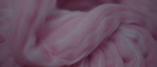 Video Reference: Plant, Flower, Petal, Pink, Herbaceous plant, Magenta, Flowering plant, Rose family, Rose order, Peach