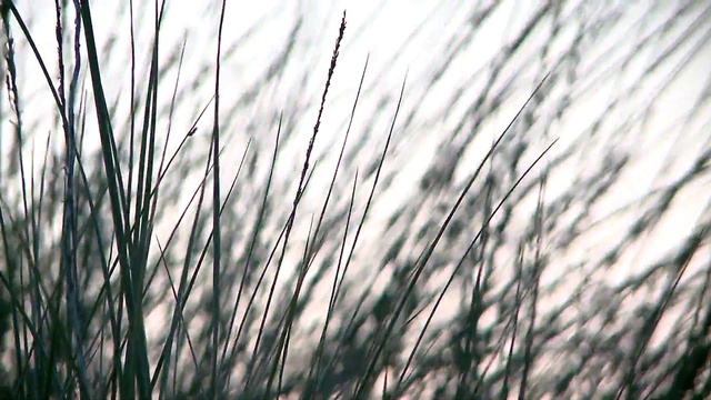 Video Reference: Plant, Sky, Natural landscape, Twig, Wood, Grass, Woody plant, Horizon, Tints and shades, Grass family
