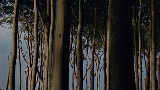 Video Reference: Water, Plant, Natural landscape, Sky, Twig, Wood, Trunk, Tree, Terrestrial plant, Grass