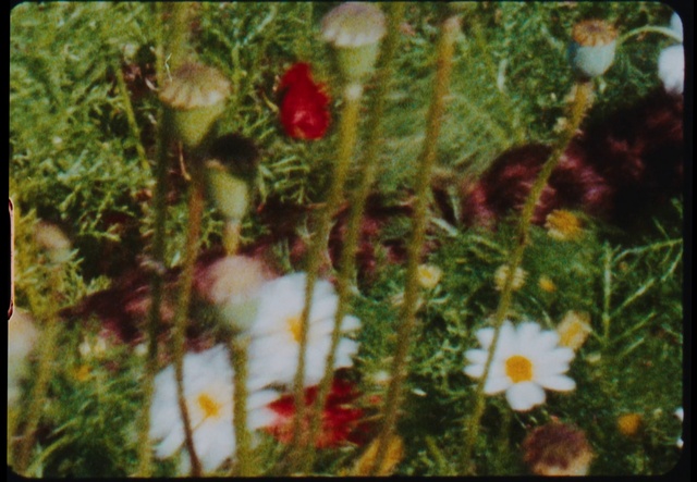 Video Reference: Flower, Plant, Botany, Petal, Terrestrial plant, Grass, Flowering plant, Annual plant, Art, Rectangle