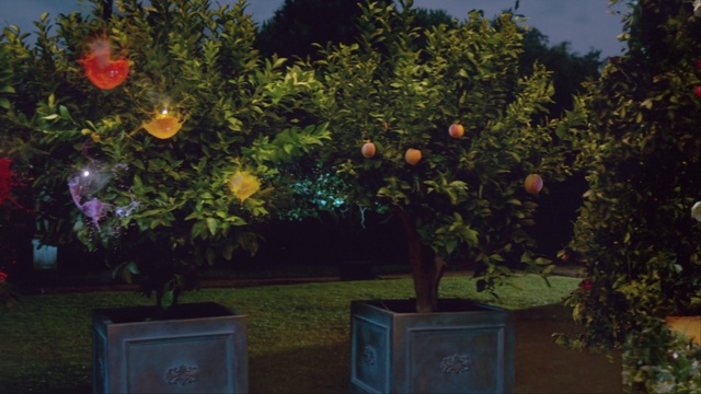 Video Reference: Plant, Rangpur, Orange, Valencia orange, Light, Fruit, Branch, Tree, Citrus, Bitter orange