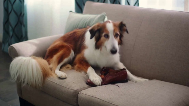 Video Reference: Dog, Furniture, Carnivore, Dog breed, Couch, Companion dog, Whiskers, Comfort, Snout, Table