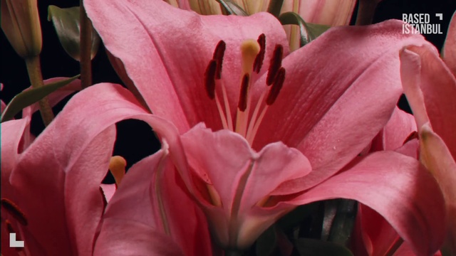 Video Reference: Flower, Plant, Petal, Terrestrial plant, Pink, stargazer lily, Flowering plant, Ti plant, Lily, Lily order