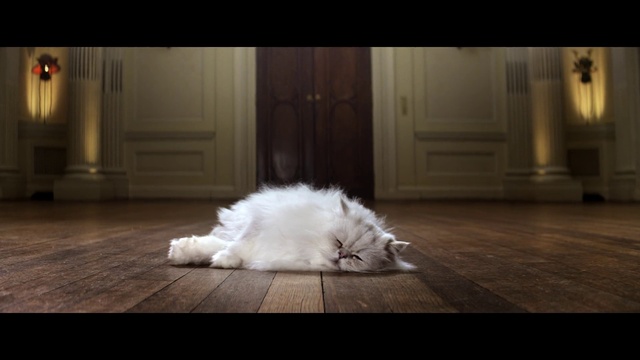 Video Reference: Cat, Vertebrate, Felidae, Small to medium-sized cats, Carnivore, Door, Wood, Sky, Whiskers, Comfort