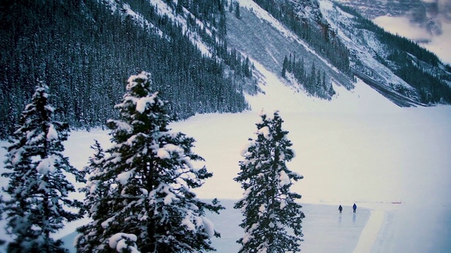 Video Reference: Snow, Mountain, World, Black, Larch, Slope, Tree, Branch, Outdoor recreation, Biome