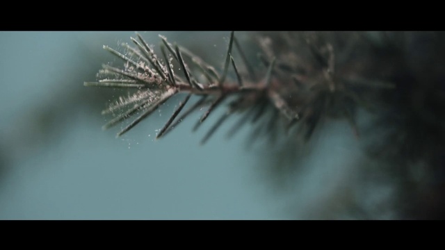 Video Reference: Plant, Eyelash, Branch, Twig, Terrestrial plant, Sky, Tree, Darkness, Electric blue, Macro photography