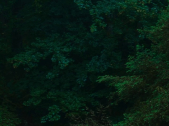 Video Reference: Green, Water, Underwater, Plant, Terrestrial plant, Natural landscape, Marine biology, Coral, Algae, Grass