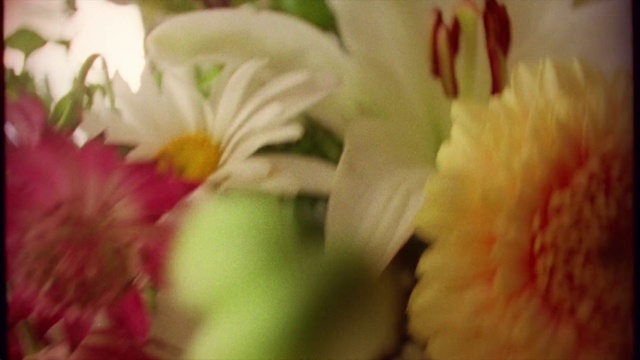 Video Reference: Flower, Plant, Petal, Flowering plant, Annual plant, Cut flowers, Herbaceous plant, Terrestrial plant, Close-up, Blossom