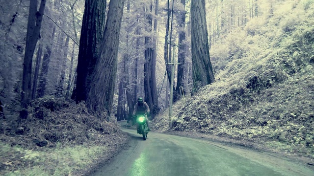 Video Reference: Plant, Vehicle, Automotive lighting, People in nature, Natural landscape, Wood, Road surface, Motor vehicle, Thoroughfare, Sunlight