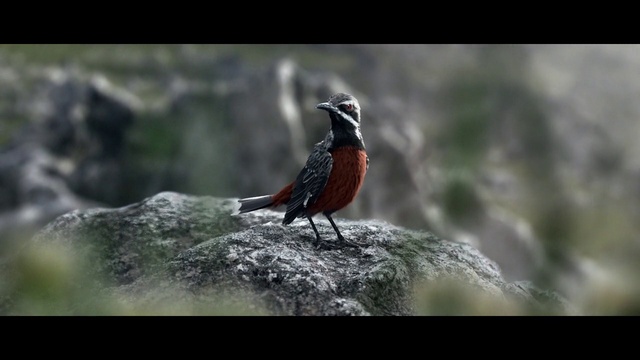 Video Reference: Bird, Natural landscape, Adaptation, Beak, Landscape, Songbird, Twig, Terrestrial animal, Perching bird, Wood