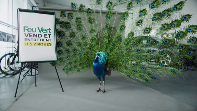 Video Reference: Bird, Peafowl, Phasianidae, Organism, Feather, Beak, Galliformes, Electric blue, Natural material, Technology