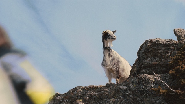 Video Reference: Sky, Goat, Mountain goat, Fawn, Goat-antelope, Terrestrial animal, Working animal, Wood, Livestock, Bedrock