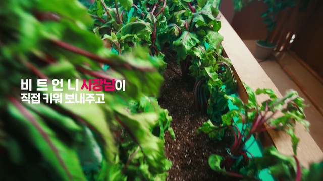 Video Reference: Green, Plant, Terrestrial plant, Grass, Leaf vegetable, Tree, Groundcover, Landscape, Urban design, Soil