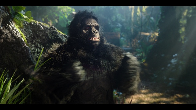 Video Reference: Primate, Organism, Terrestrial animal, Grass, Snout, Terrestrial plant, Plant, Forest, Darkness, Common chimpanzee