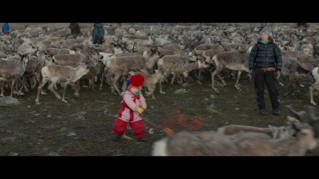 Video Reference: Hunting, Working animal, Art, Sheep, Landscape, Herder, Painting, Livestock, Grass, Event