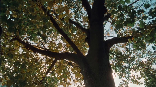 Video Reference: Brown, Plant, People in nature, Tree, Twig, Natural landscape, Trunk, Wood, Deciduous, Tints and shades