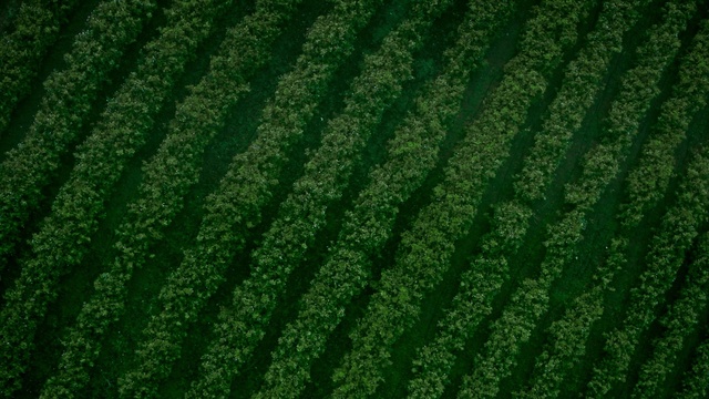 Video Reference: Plant, Flooring, Grass, Aqua, Groundcover, Agriculture, Grassland, Grass family, Pattern, Lawn