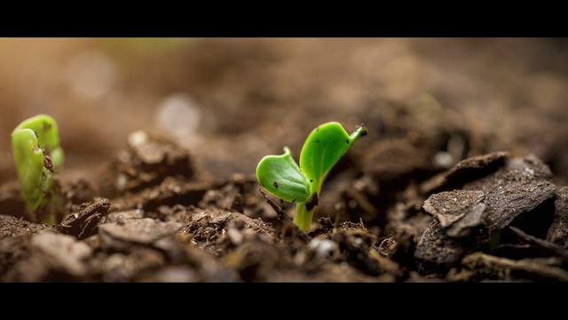 Video Reference: Plant, Terrestrial plant, Grass, Compost, Annual plant, Landscape, Event, Flowering plant, Font, Leaf vegetable