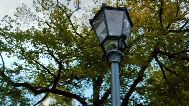 Video Reference: Street light, Tree, Trunk, Twig, Grass, Security lighting, Light fixture, Forest, Natural landscape, Pole