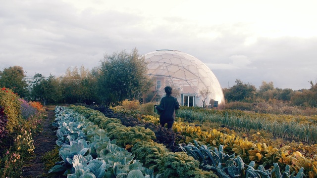 Video Reference: Plant, Sky, Flower, Cloud, Plant community, Tree, People in nature, Biome, Natural landscape, Grass