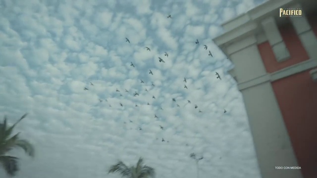 Video Reference: Cloud, Sky, Bird, Animal migration, Tints and shades, Bird migration, Meteorological phenomenon, Flock, Wing, Cumulus