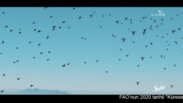 Video Reference: Bird, Sky, Vertebrate, Black, Animal migration, Bird migration, Wing, Flock, Wildlife, Electric blue