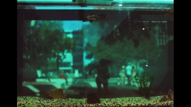 Video Reference: Green, Organism, Rectangle, Tints and shades, Entertainment, Window, Electric blue, Technology, Display device, Darkness