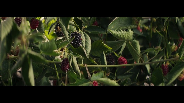 Video Reference: Boysenberry, Plant, Flower, Fruit, Olallieberry, Terrestrial plant, Salmonberry, Wine raspberry, Natural foods, Tree
