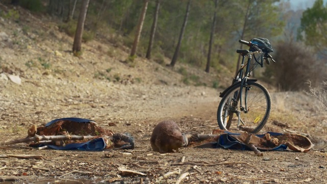 Video Reference: Bicycle, Wheel, Tire, Plant, Bicycles--Equipment and supplies, Bicycle wheel, Tree, Bicycle handlebar, Working animal, Bicycle frame