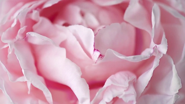Video Reference: Flower, Plant, Petal, Pink, Hybrid tea rose, Magenta, Garden roses, Herbaceous plant, Beauty, Annual plant