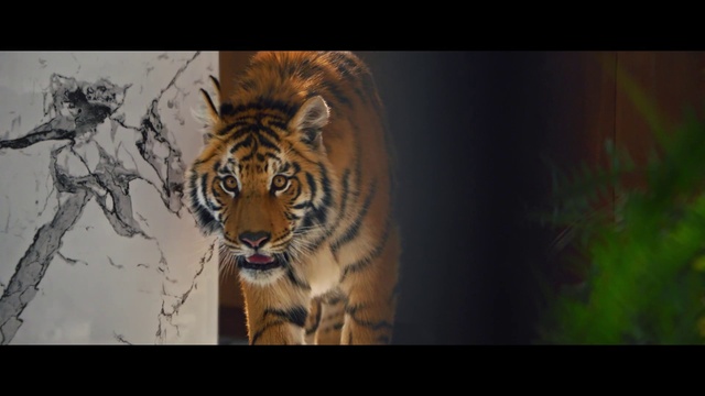 Video Reference: Bengal tiger, Siberian tiger, Tiger, Carnivore, Felidae, Organism, Big cats, Whiskers, Fawn, Terrestrial animal