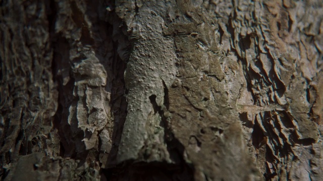 Video Reference: Brown, Wood, Bedrock, Trunk, Formation, Natural material, Automotive tire, Pattern, Soil, Rock