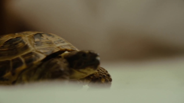 Video Reference: Reptile, Turtle, Terrestrial animal, Tortoise, Snout, Sea turtle, Pond turtle, Wildlife, Geoemydidae, Macro photography