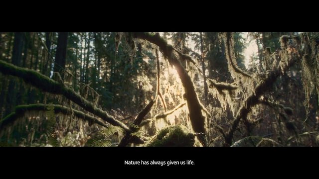 Video Reference: forest, nature, sunlight, moss, ferns, trees, woodland, ecology, greenery, landscape, outdoors, wild, environment, subtitles, cinematic