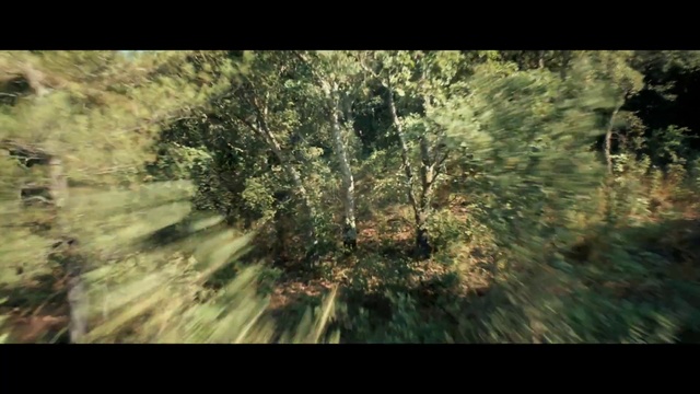 Video Reference: Atmosphere, Ecoregion, Natural landscape, Wood, Plant, Tree, Twig, Terrestrial plant, Trunk, Grass