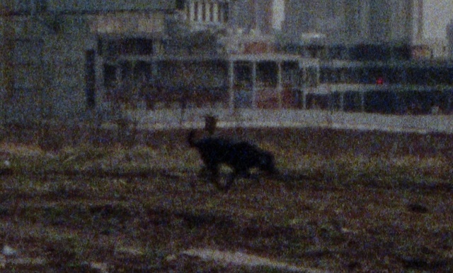 Video Reference: Window, Building, Grass, Cat, Tail, Event, Art, Winter, Wildlife, Soil