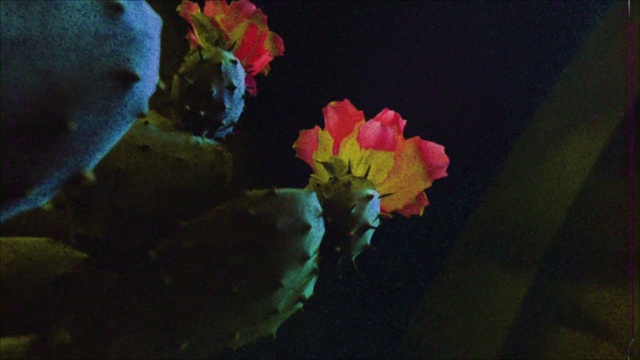 Video Reference: Flower, Plant, Petal, Leaf, Organism, Wood, Tints and shades, Flowering plant, Twig, Flower Arranging