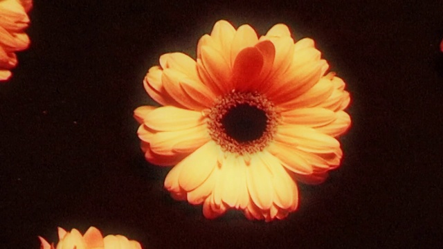Video Reference: Flower, Plant, Petal, Orange, Blanket flowers, Artificial flower, Tints and shades, Flowering plant, Annual plant, Cut flowers