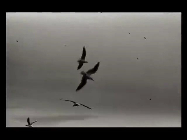 Video Reference: birds, flying, silhouette, sky, cloudy, nature, wildlife, migration, outdoors, airborne, seabirds, gray