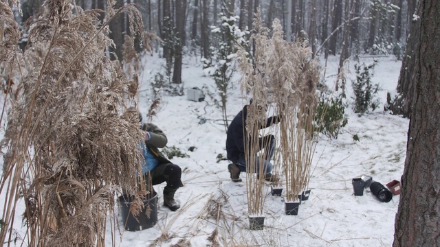 Video Reference: Snow, Plant, Branch, Wood, Tree, Biome, Twig, Freezing, Geological phenomenon, Trunk