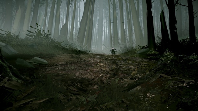 Video Reference: Plant, Wood, Terrestrial plant, Natural landscape, Biome, Atmospheric phenomenon, Trunk, Landscape, Tree, Grass