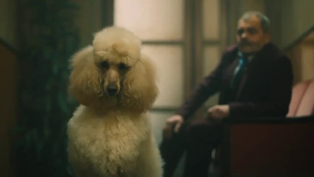 Video Reference: Dog, Dog breed, Carnivore, Companion dog, Snout, Water dog, Fashion design, Canidae, Fur, Event