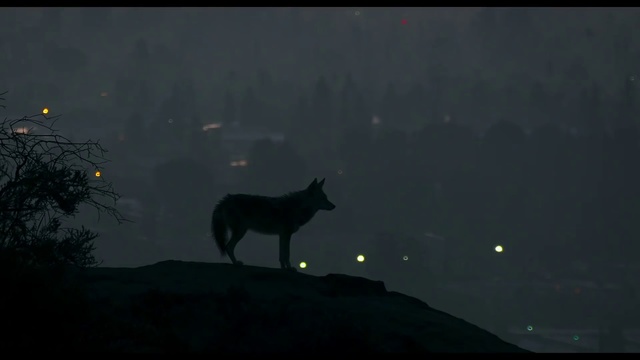 Video Reference: Atmosphere, Sky, Carnivore, Felidae, Atmospheric phenomenon, Wolf, Small to medium-sized cats, Midnight, Tail, Haze